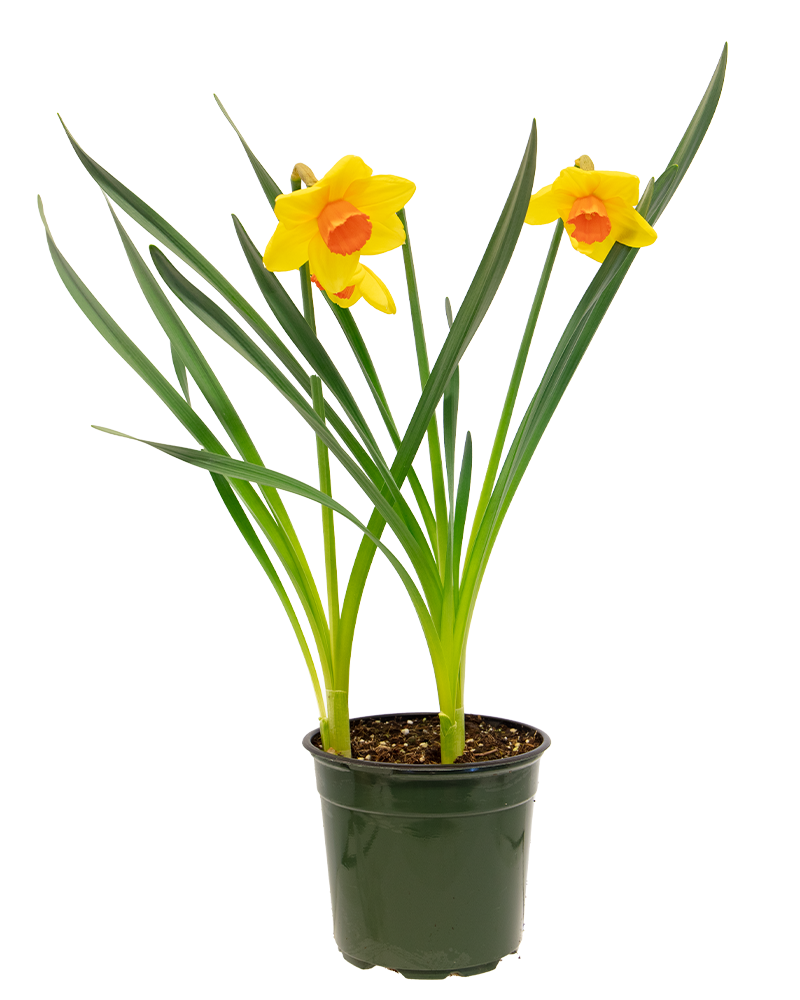 Narcissus 'Monal' Potted Bulbs 6"