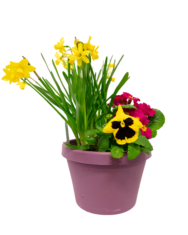 Potted Garden Assorted Bulbs 8"