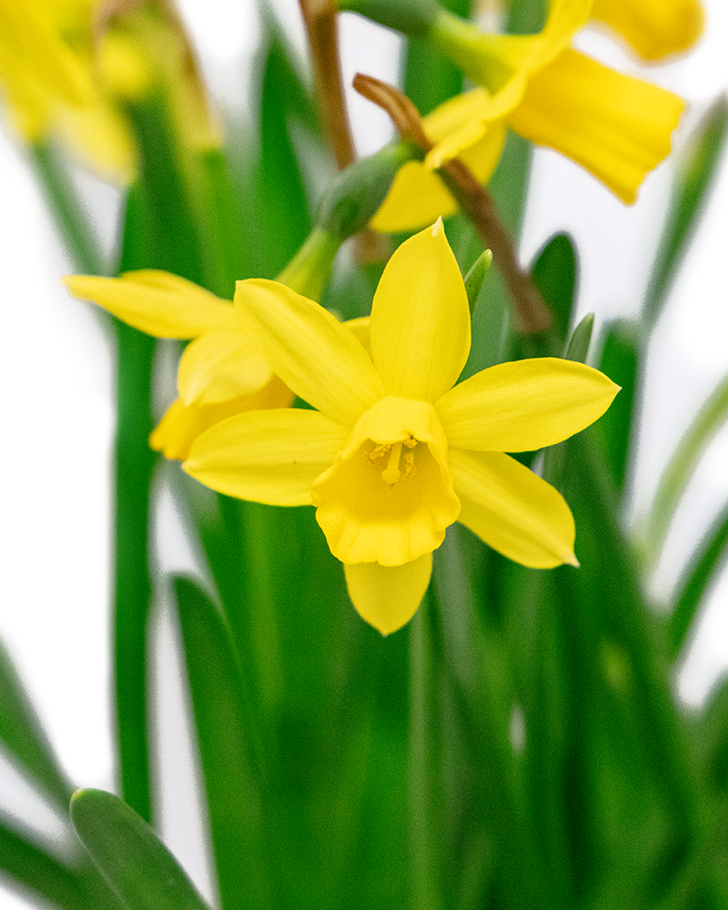 Potted Garden Assorted Bulbs 8\"