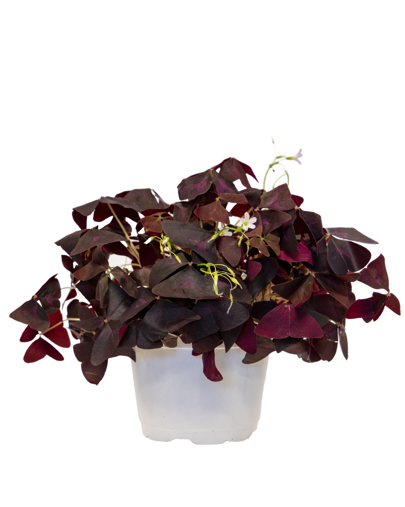 Oxalis Purple 6"