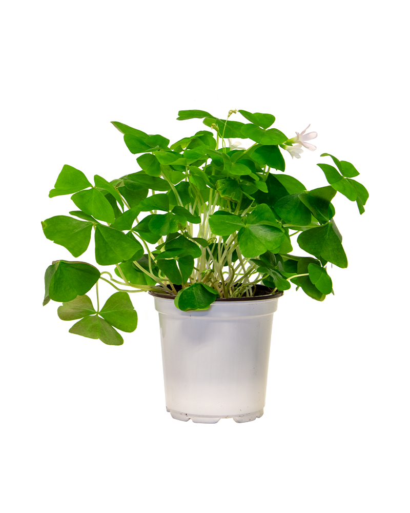Oxalis Lucky Green 4"
