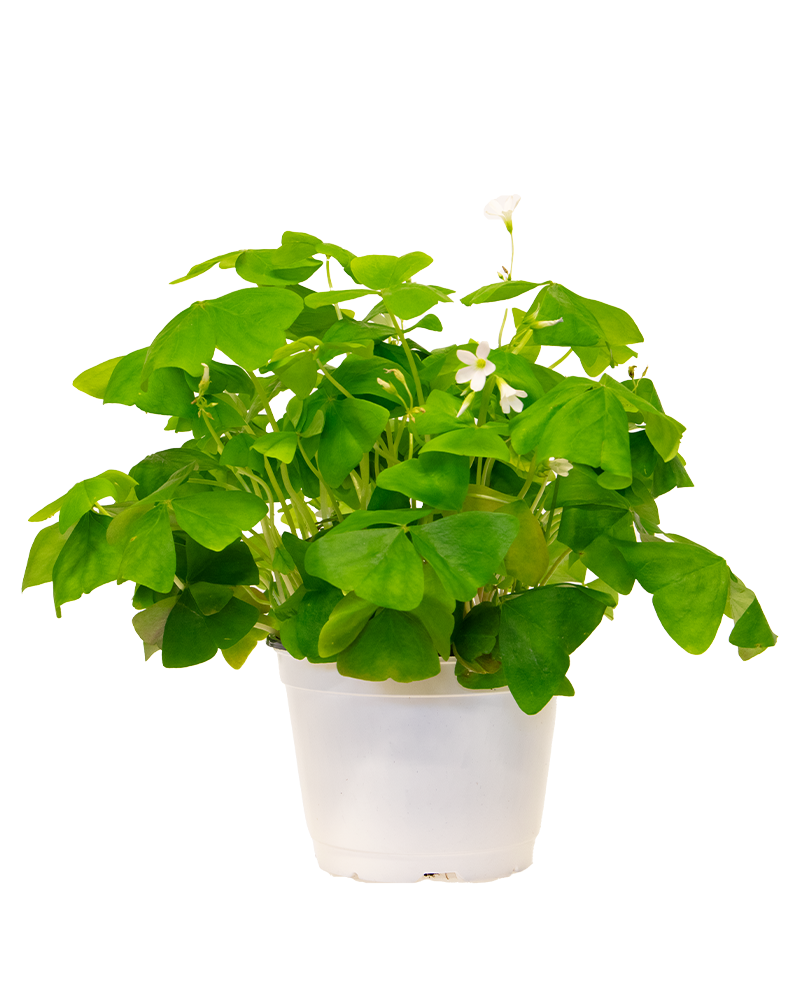 Oxalis Lucky Green 6"
