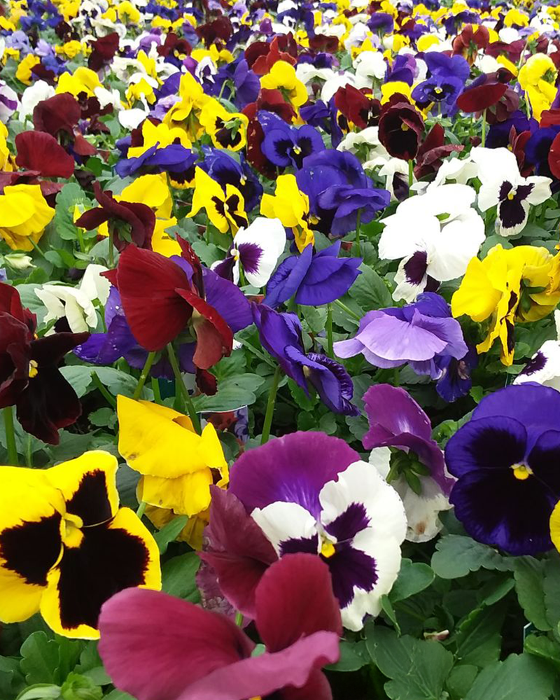 Pansy 'Blotch Mix' 3.5"