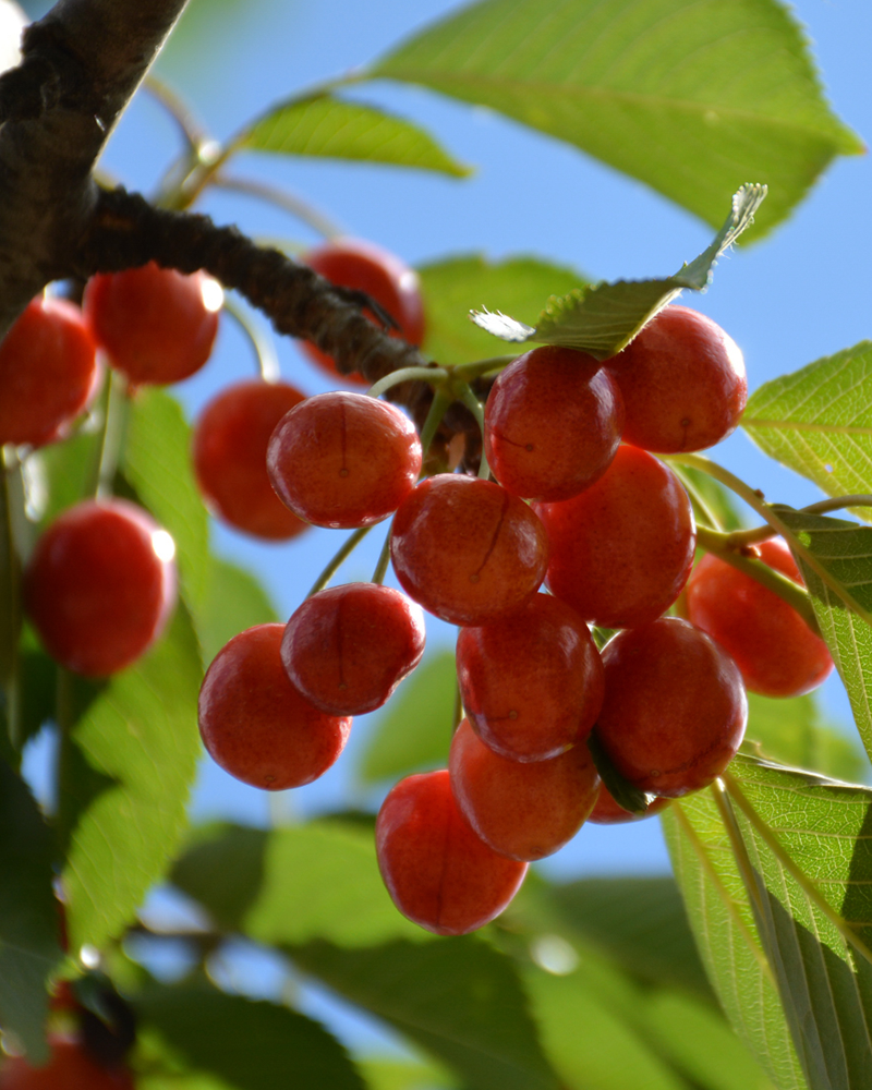 Rainier Cherry #7<br><i>Prunus avium 'Rainier'</br></i>