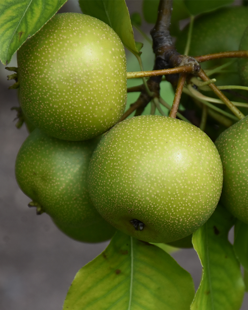 20th Century Pear #7<br><i>Pyrus pyrifolia 'Nijisseiki'</br></i>