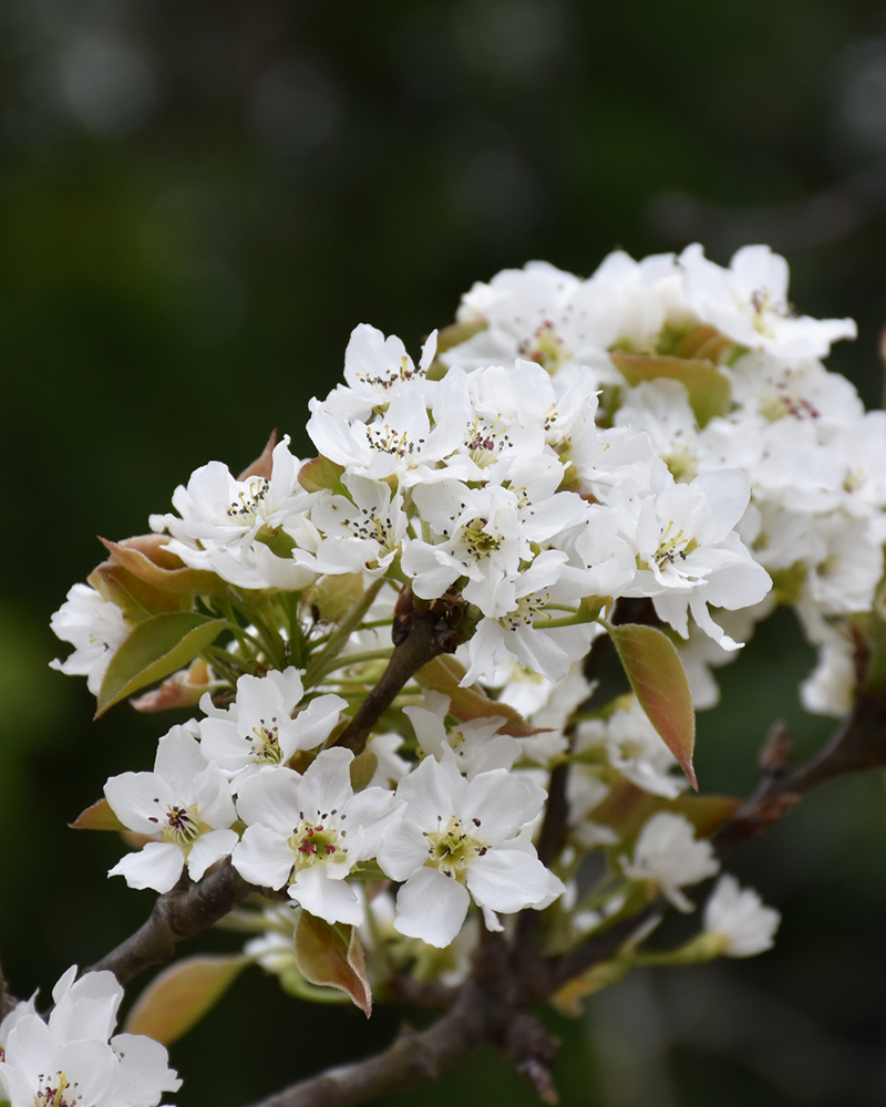 20th Century Pear #7<br><i>Pyrus pyrifolia \'Nijisseiki\'</br></i>