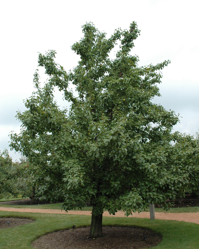 20th Century Pear #7<br><i>Pyrus pyrifolia \'Nijisseiki\'</br></i>