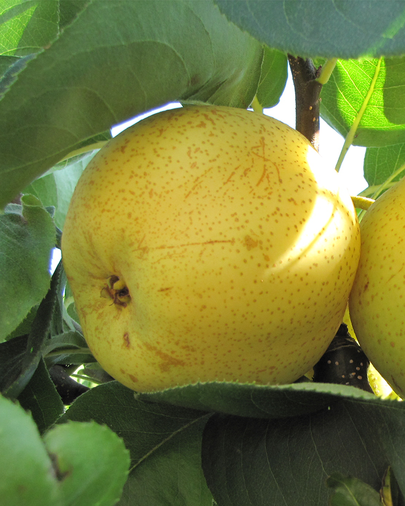 Shinseiki Asian Pear #7<br><i>Pyrus pyrifolia 'Shinseiki'</br></i>