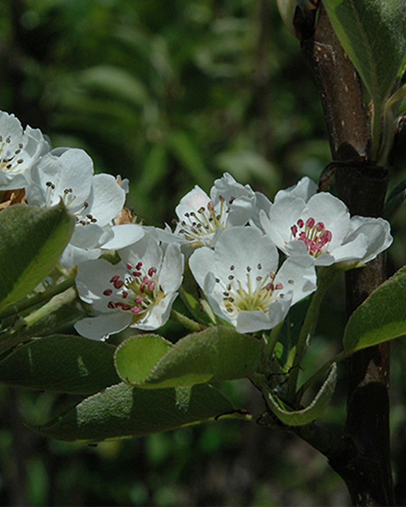 Shinseiki Asian Pear #7<br><i>Pyrus pyrifolia \'Shinseiki\'</br></i>