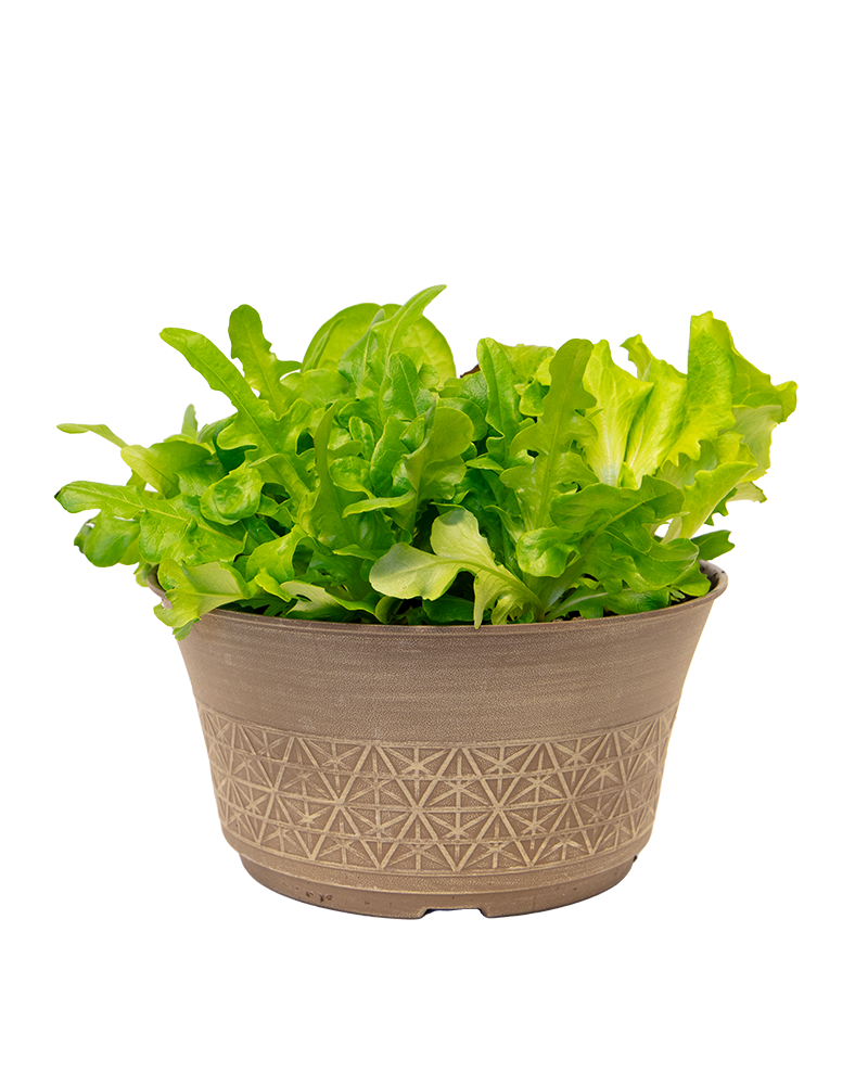 Lettuce Bowl Bistro Salad Blend 12"