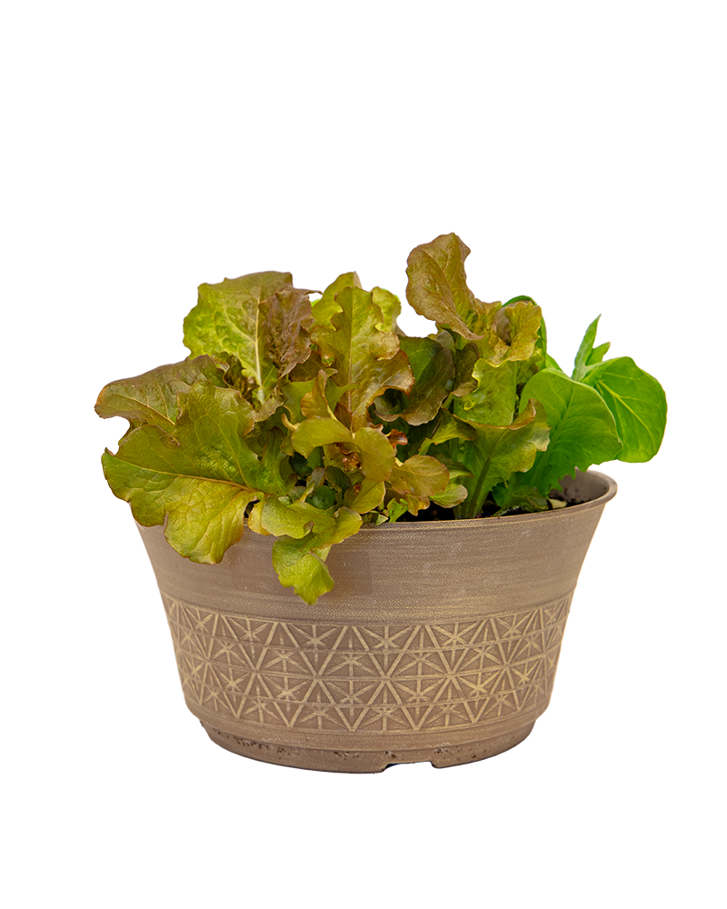 Lettuce Bowl Mix Salad 12"