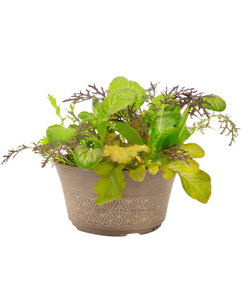 Lettuce Bowl Sweet Salad Blend 12"