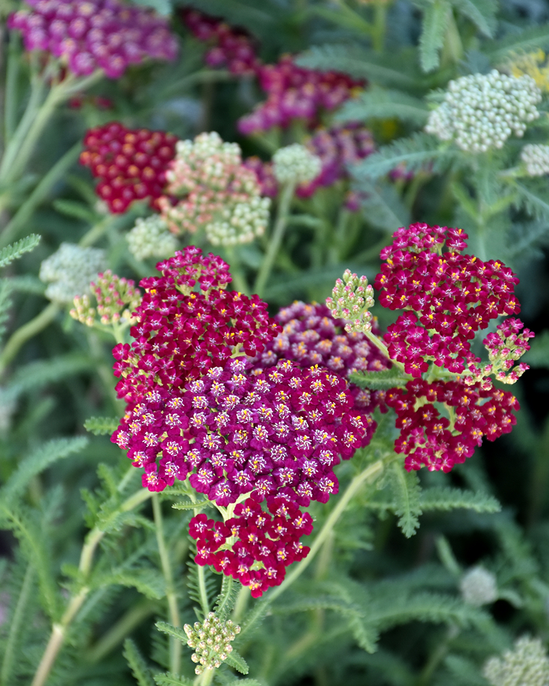 New Vintage Red Yarrow #1<br><i>Achillea millefolium 'Balvinred'</br></i>