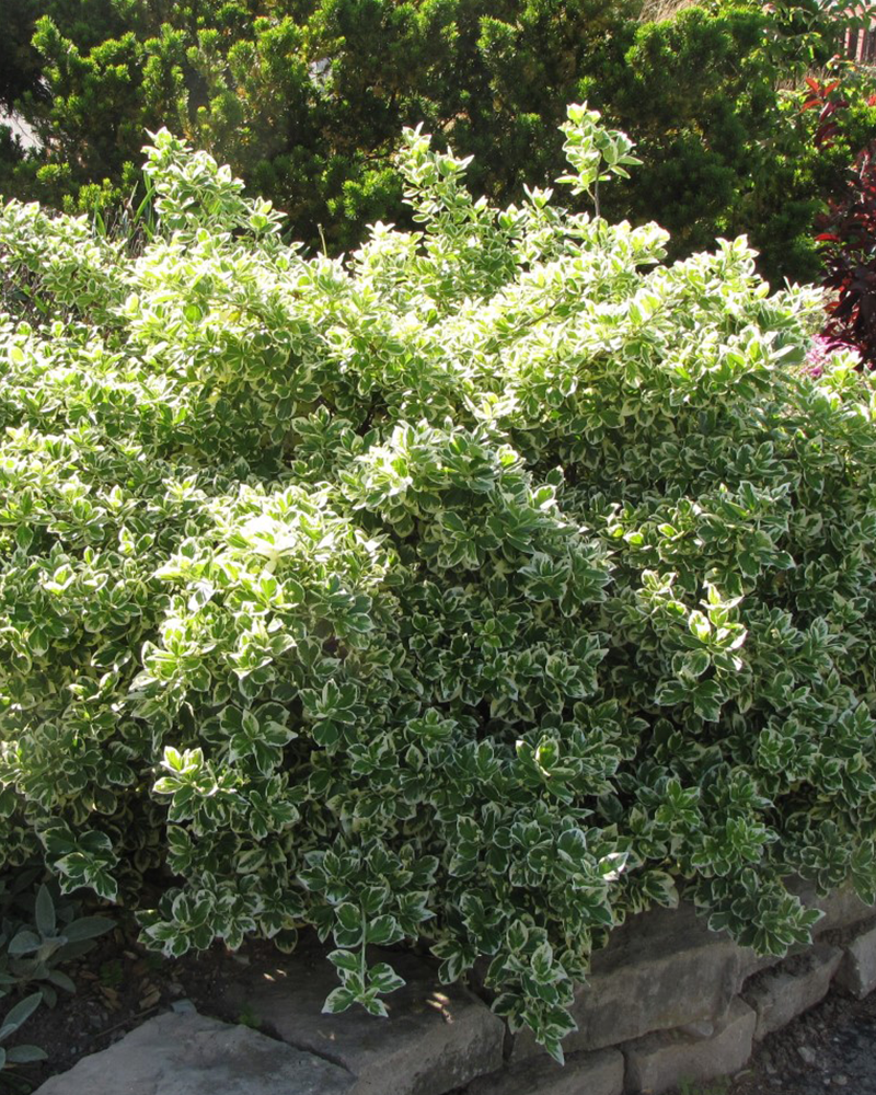 Emerald Gaiety Wintercreeper #3<br><i>Euonymus fortunei 'Emerald Gaiety'</br></i>