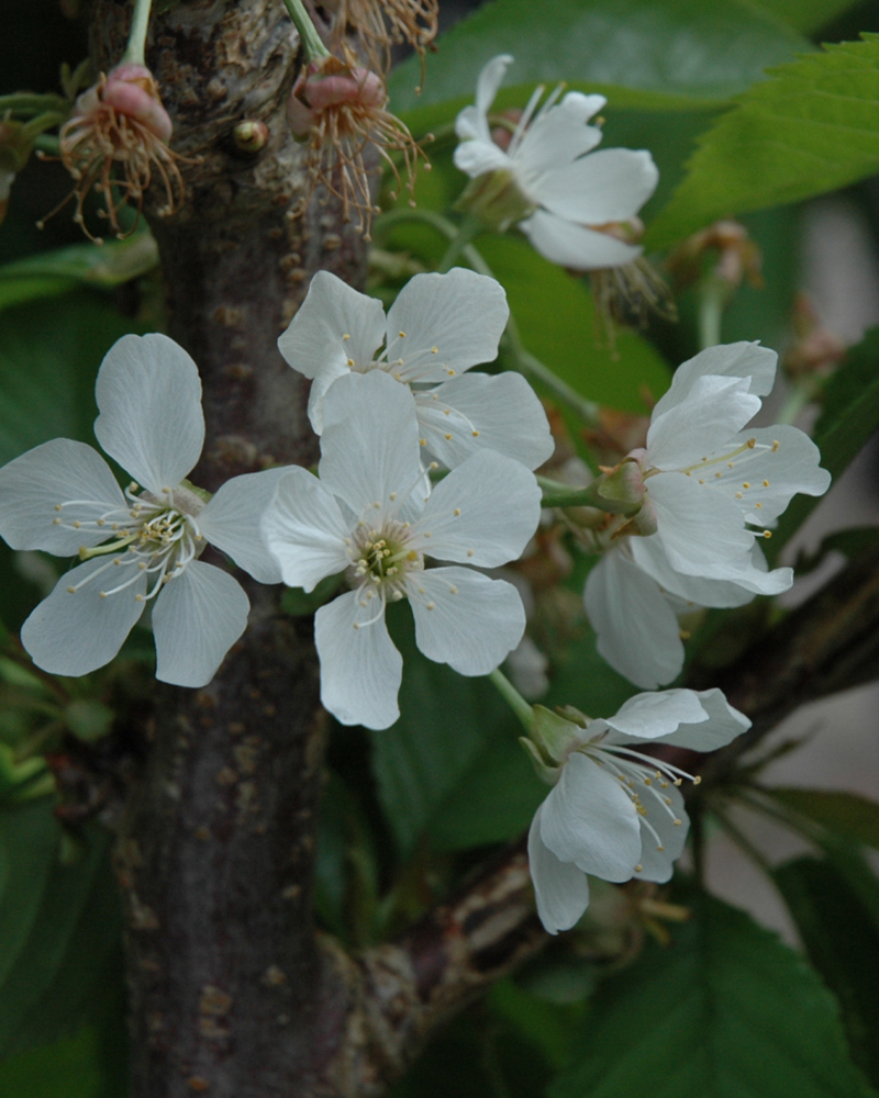 Rainier Cherry #7<br><i>Prunus avium \'Rainier\'</br></i>