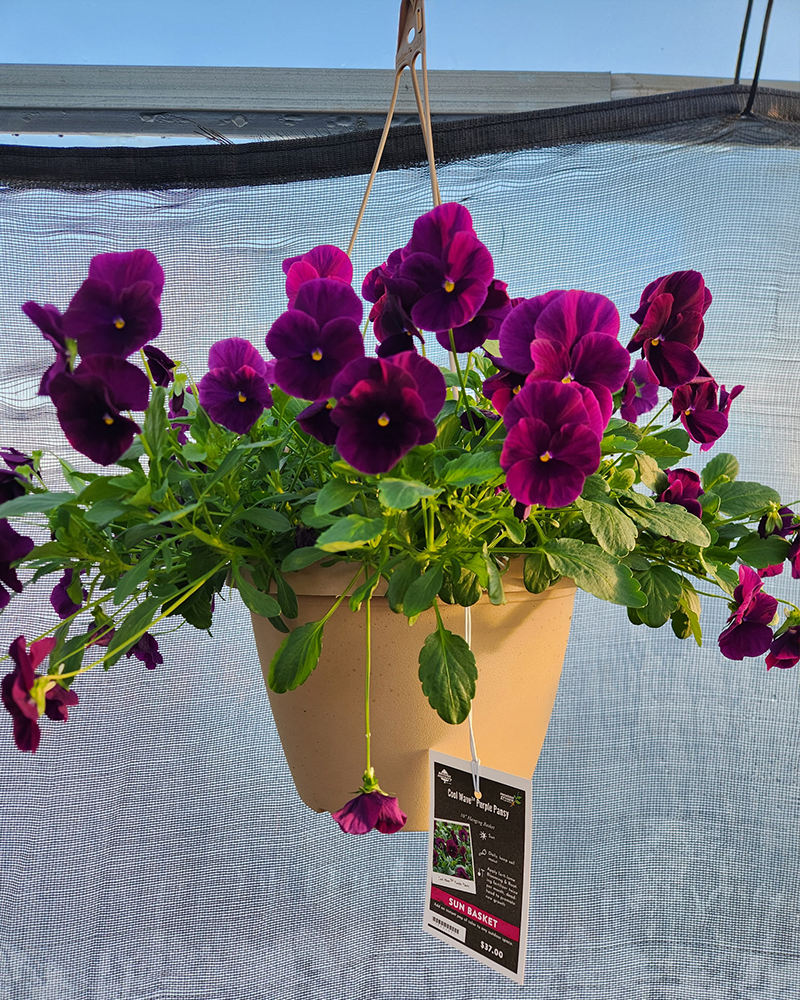 Pansy Cool Wave Purple Hanging Basket 10"