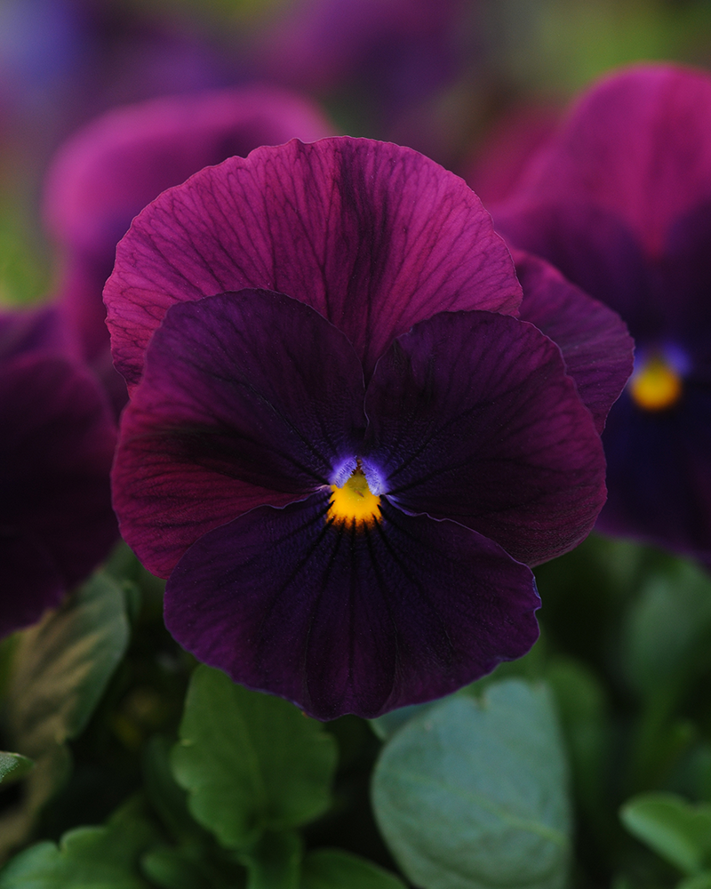 Pansy Cool Wave Purple Hanging Basket 10\"