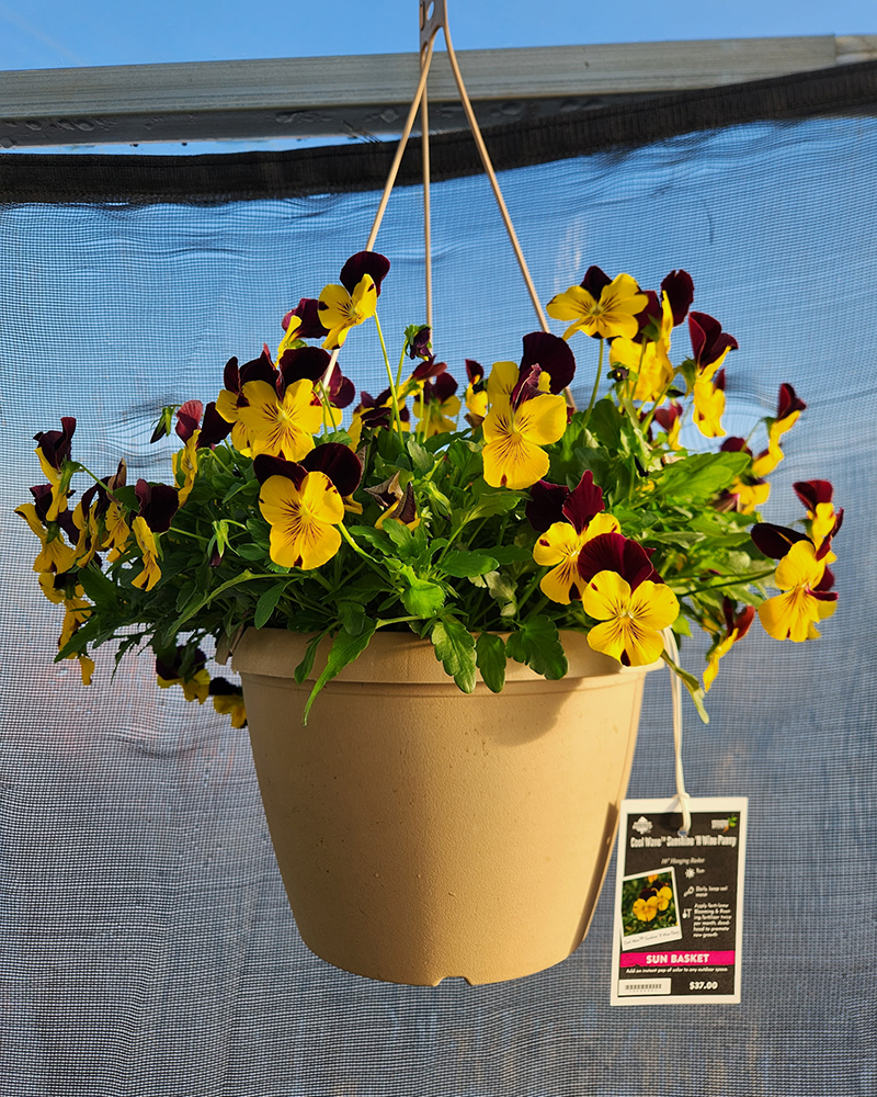 Pansy Cool Wave Sunshine 'N Wine Hanging Basket 10"