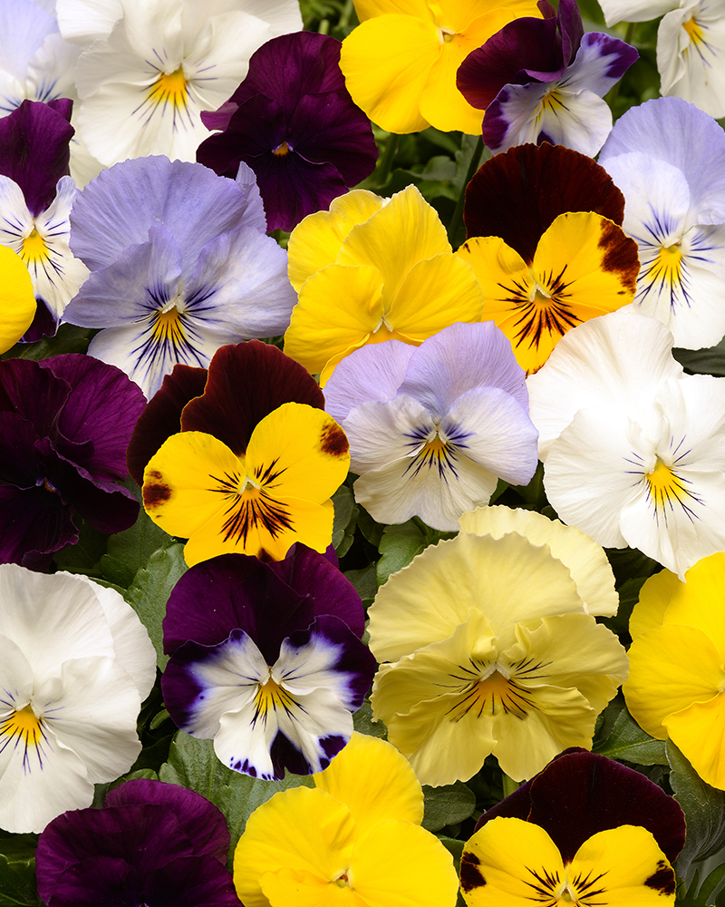Pansy Cool Wave Mix Hanging Basket 10\"
