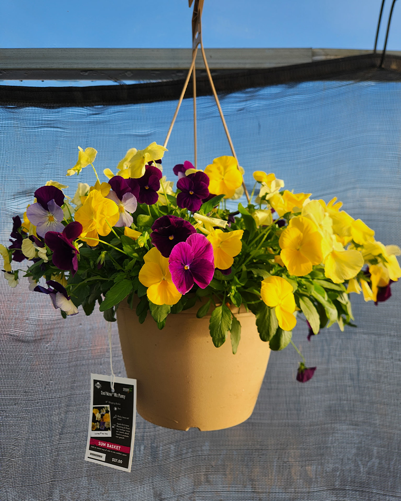 Pansy Cool Wave Mix Hanging Basket 10"