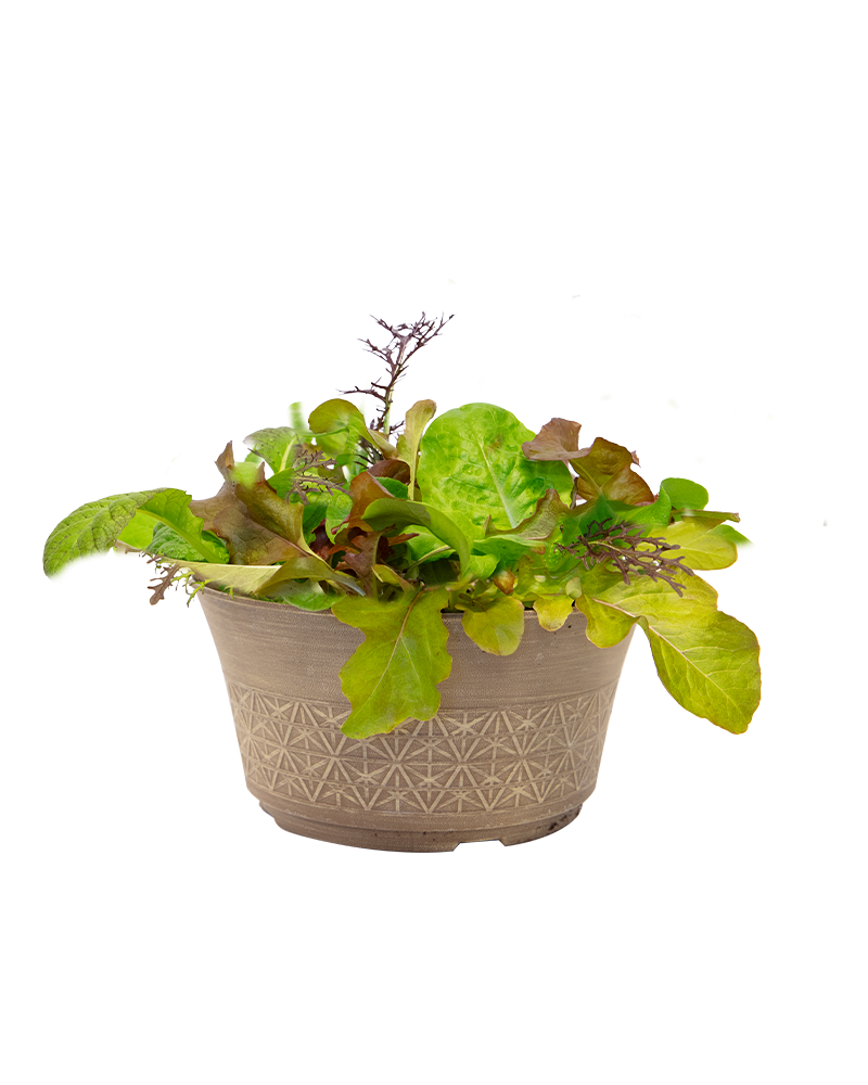 Lettuce Bowl Medley 12"