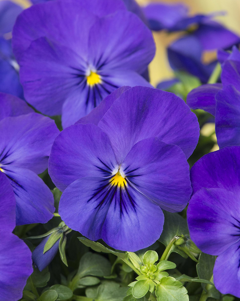 Pansy Cool Wave Blue Hanging Basket 10\"