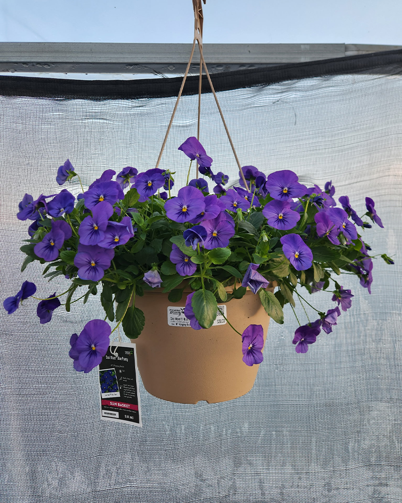 Pansy Cool Wave Blue Hanging Basket 10"