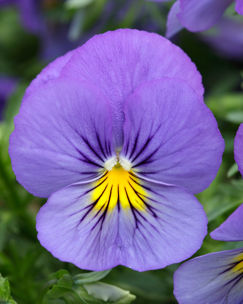 Pansy Cool Wave Blue Skies Hanging Basket 10\"