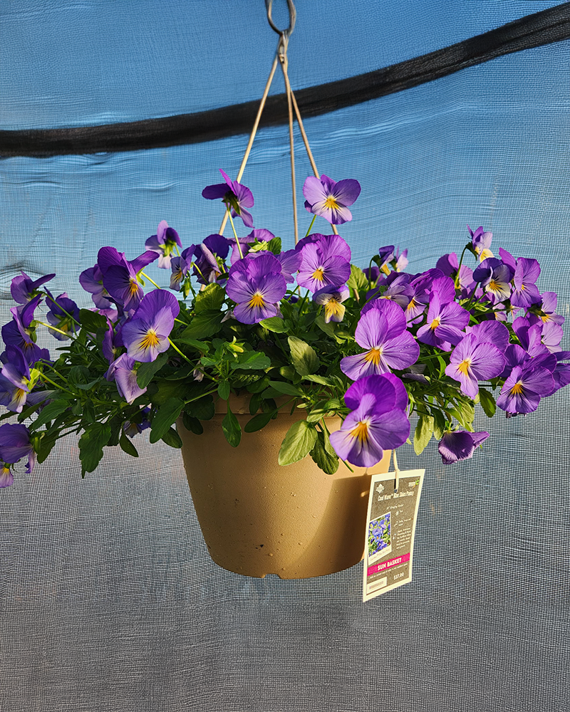 Pansy Cool Wave Blue Skies Hanging Basket 10"