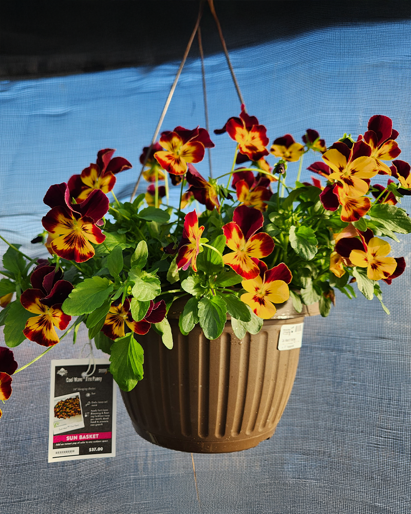 Pansy Cool Wave Fire Hanging Basket 10"