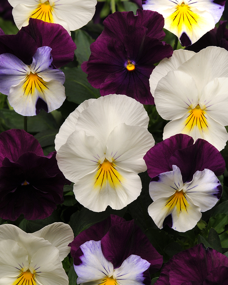 Pansy Cool Wave Berries \'N Cream Hanging Basket 10\"