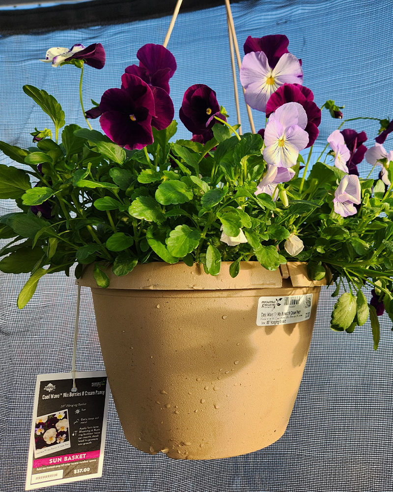 Pansy Cool Wave Berries 'N Cream Hanging Basket 10"