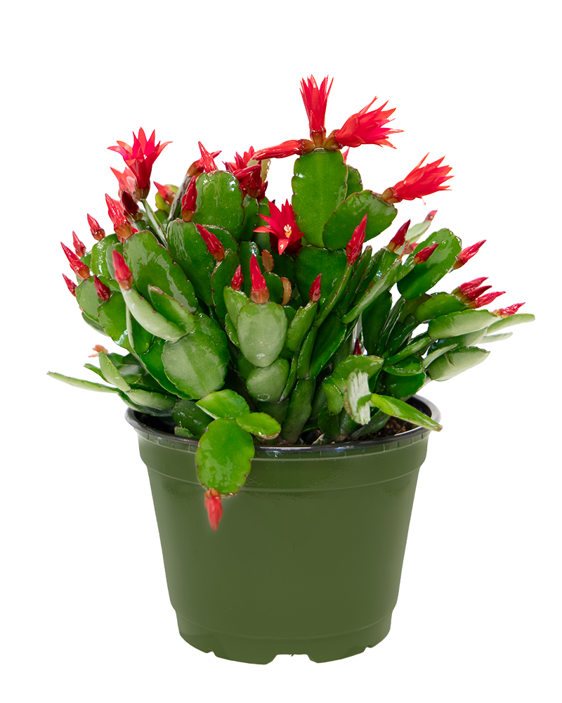 Spring Cactus Choose Color 6"