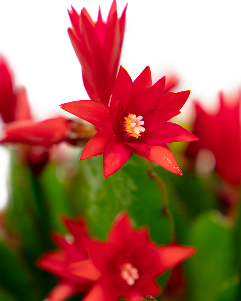 Spring Cactus Choose Color 6\"