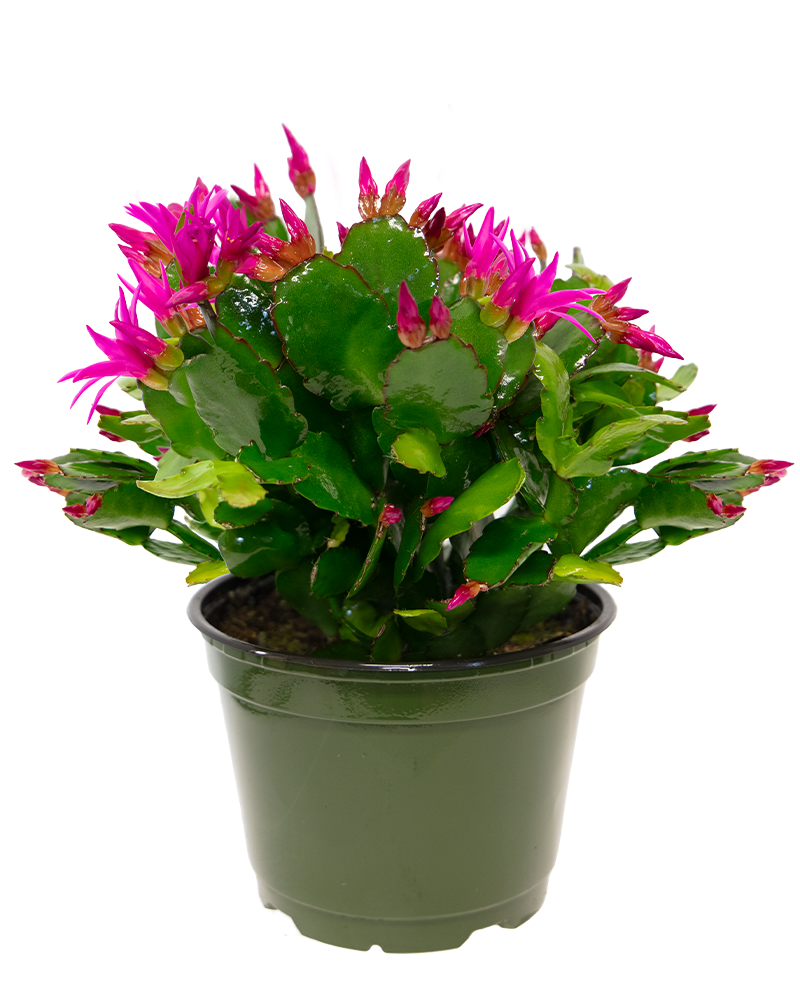 Spring Cactus Choose Color 6\"