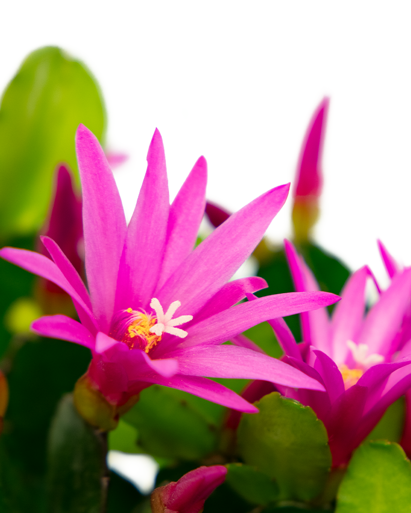 Spring Cactus Choose Color 6\"
