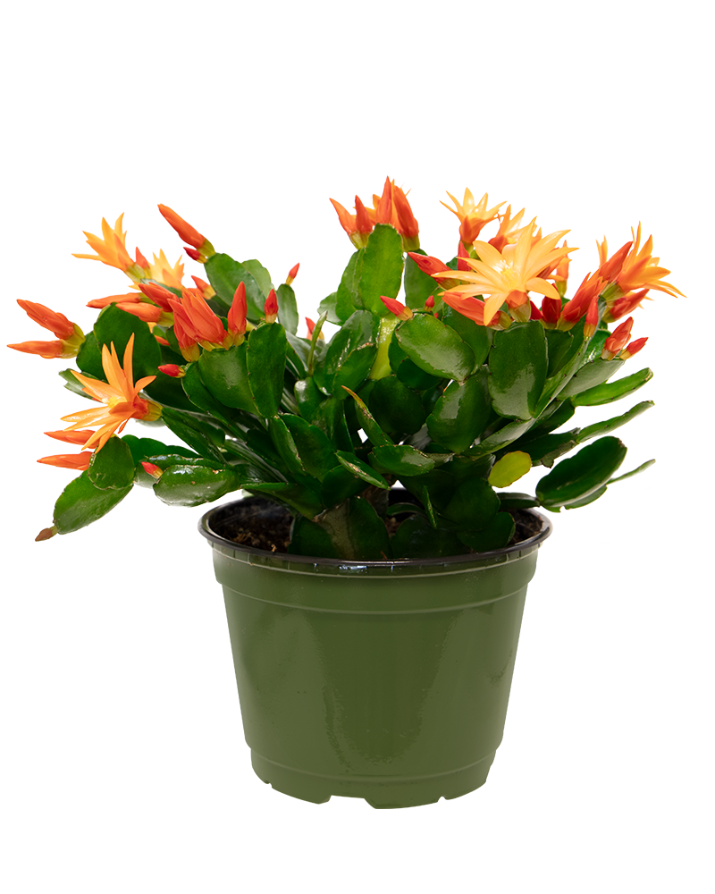 Spring Cactus Choose Color 6\"