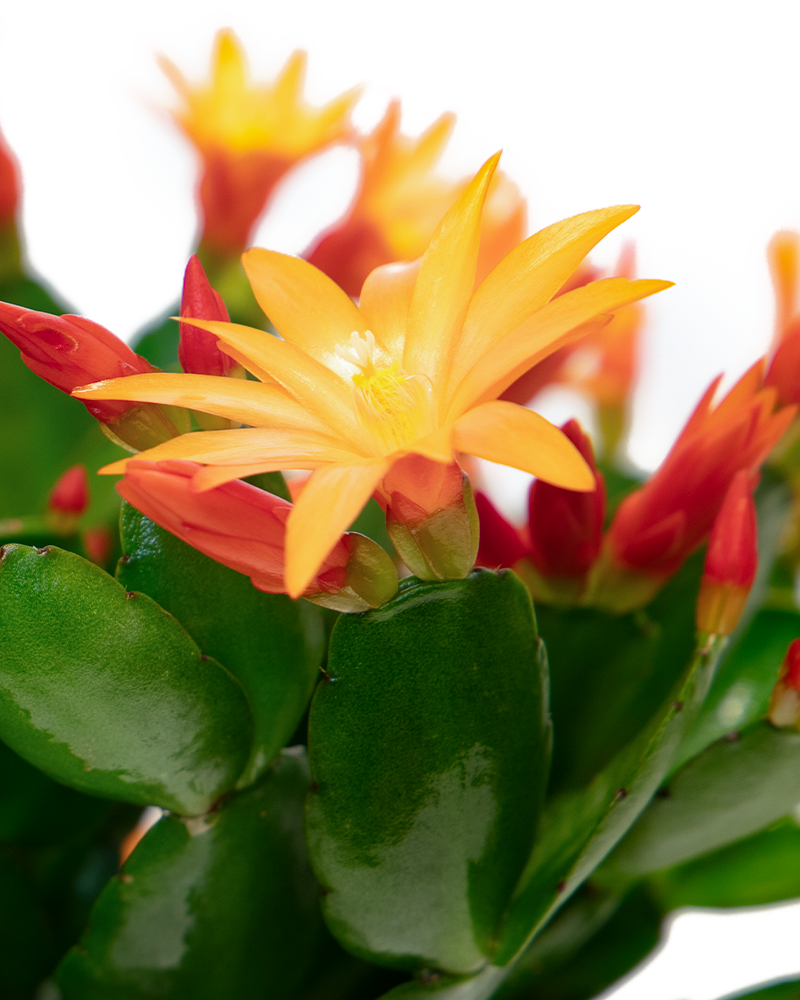 Spring Cactus Choose Color 6\"