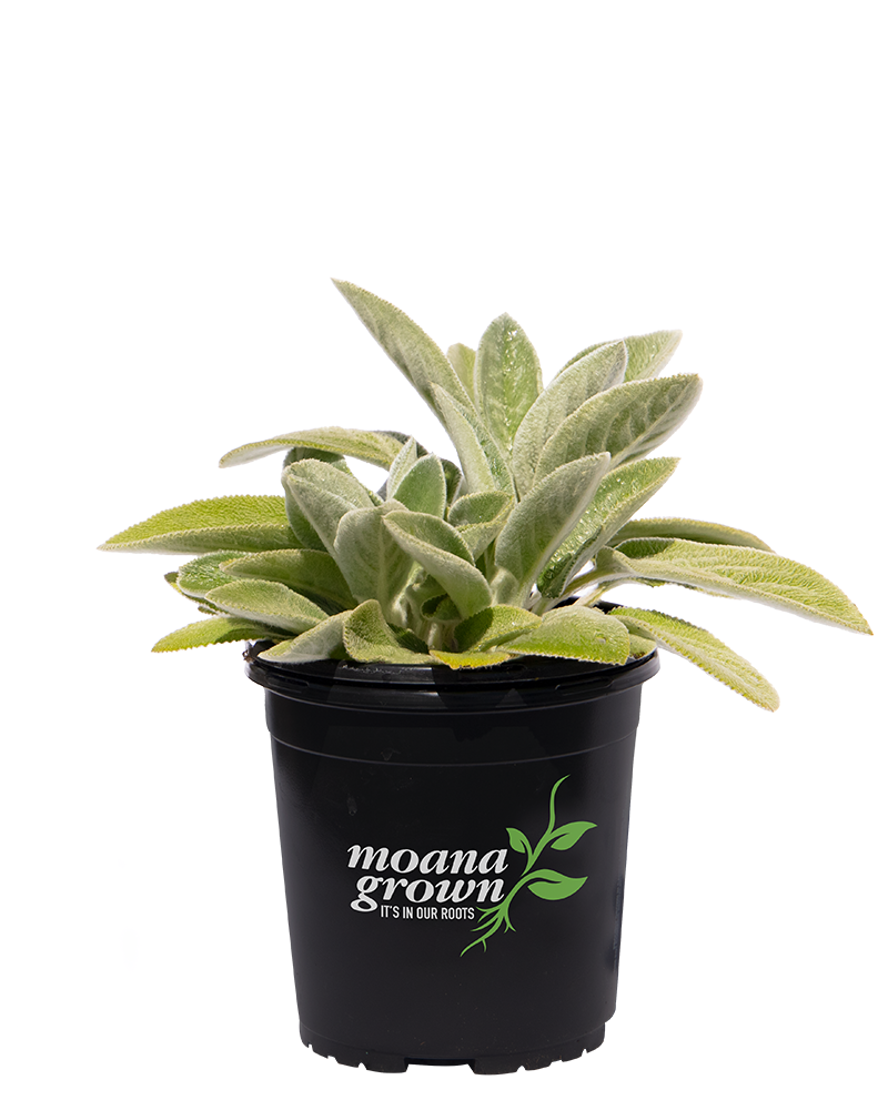 Helene Von Stein Lambs Ears #1<br><i>Stachys byzantina 'Helene Von Stein'</br></i>