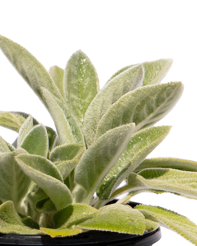 Helene Von Stein Lambs Ears #1<br><i>Stachys byzantina \'Helene Von Stein\'</br></i>