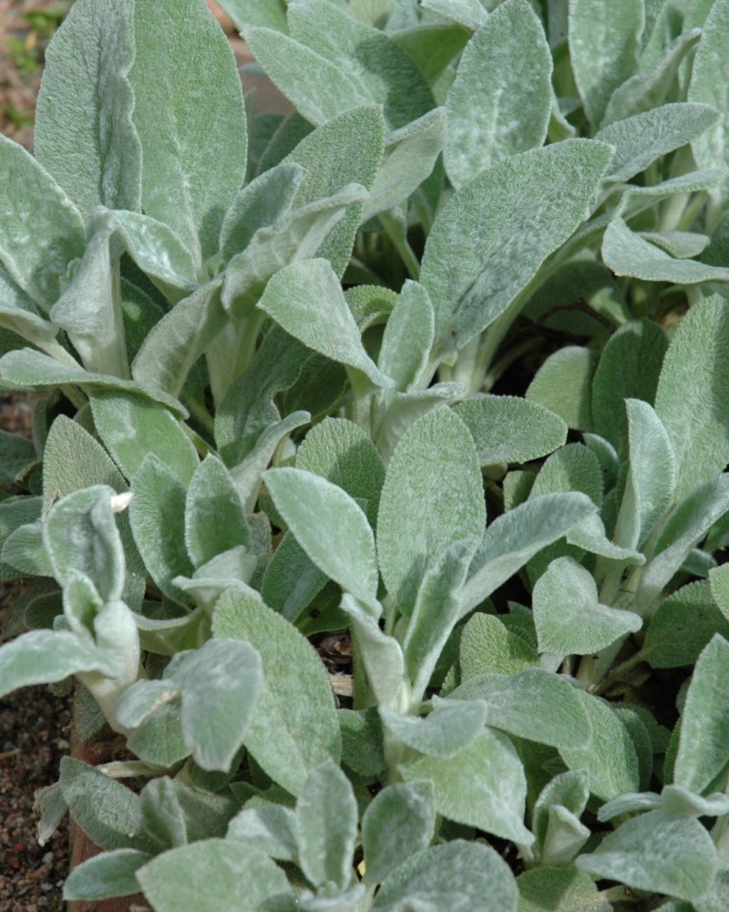 Helene Von Stein Lambs Ears #1<br><i>Stachys byzantina \'Helene Von Stein\'</br></i>