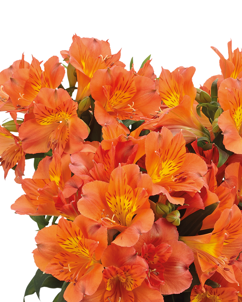Alstroemeria Colorita Amina #1