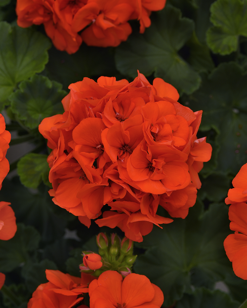 Geranium Dynamo Orange 4"