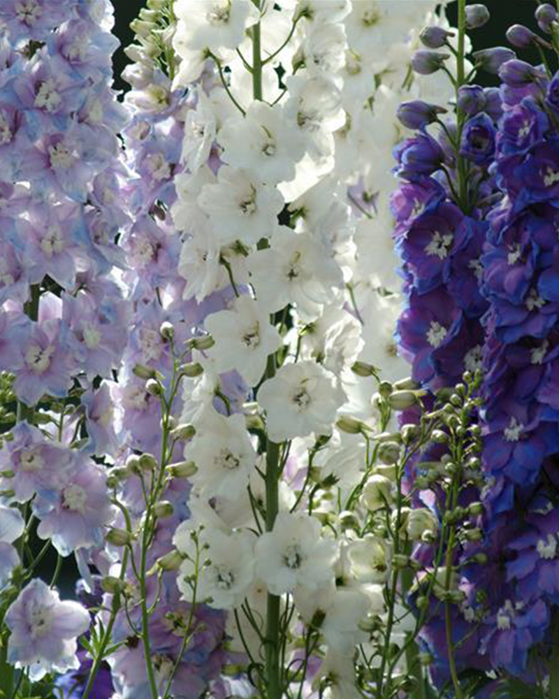 Guardian Mix Larkspur #1<br><i>Delphinium 'Guardian Mix'</br></i>