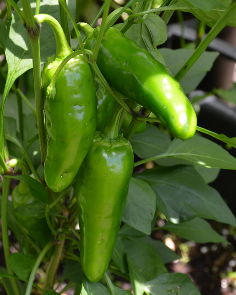 Pepper Jalapeno M 4"