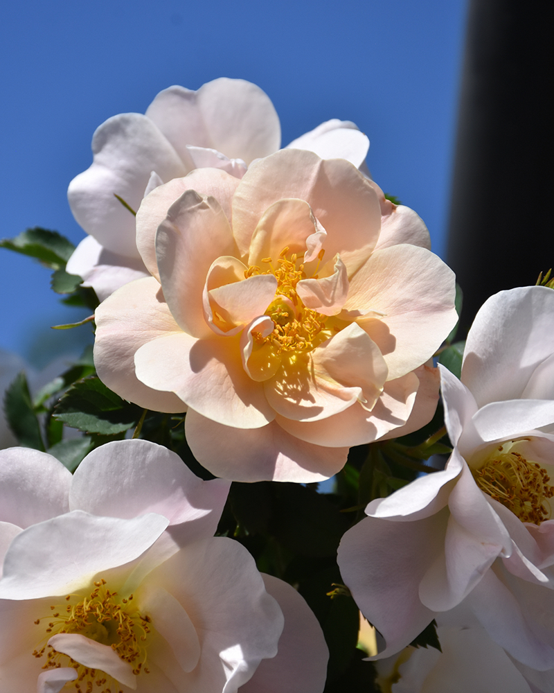 Above And Beyond Rose Climber #5<br><i>Rosa 'ZLEeltonStrack'</br></i>