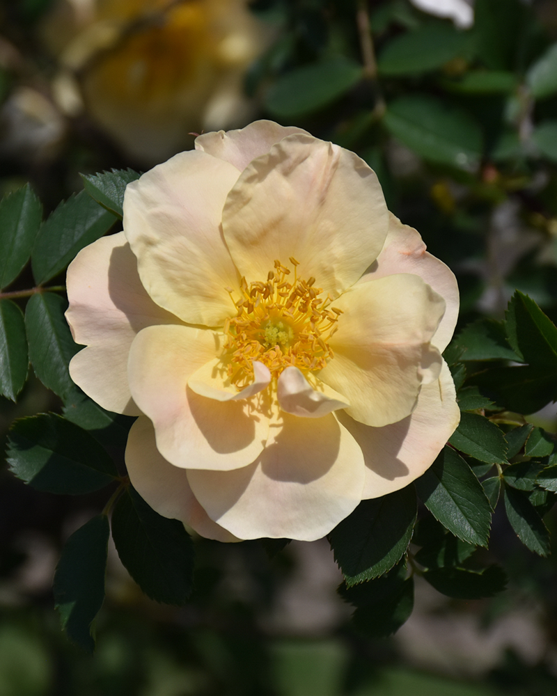 Above And Beyond Rose Climber #5<br><i>Rosa \'ZLEeltonStrack\'</br></i>