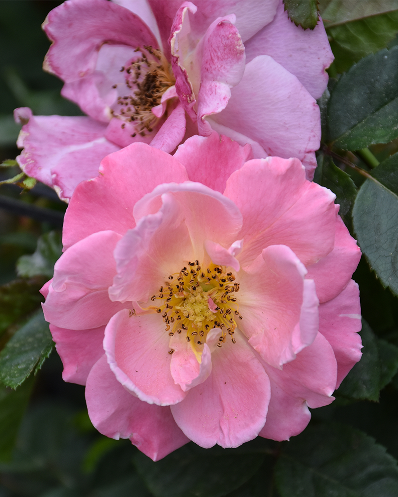 Fruity Petals Rose Climber #5<br><i>Rosa 'Radpetals'</br></i>