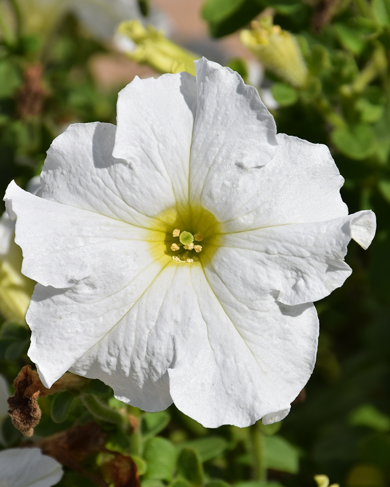 Petunia Dreams White 4"