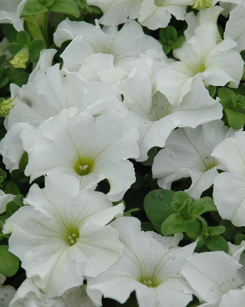 Petunia Dreams White 4\"